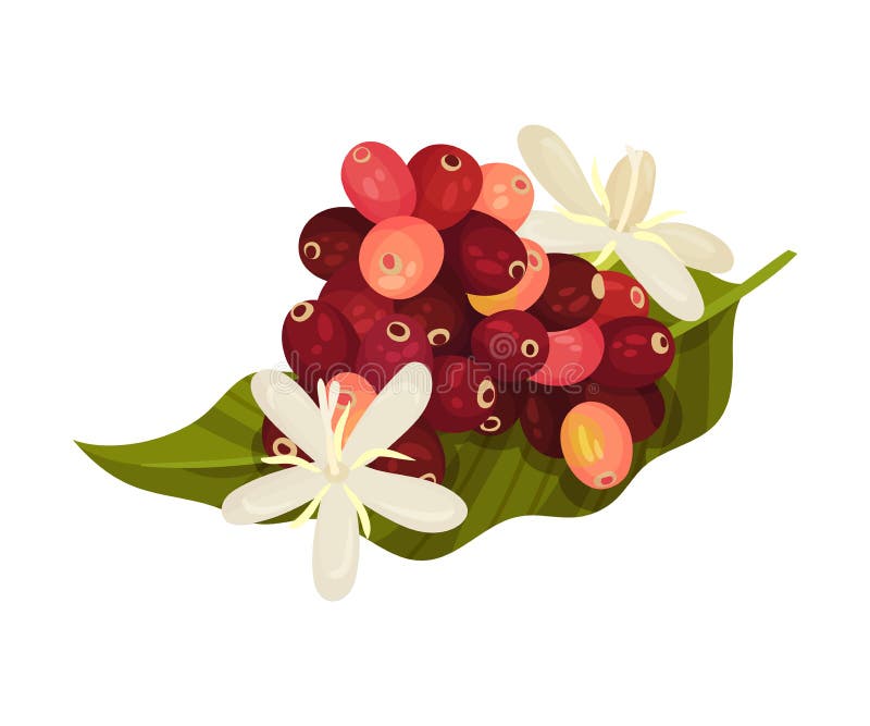 Hoja Verde De La Planta De Café Con Frutos Comestibles Maduros Y Flores Florecientes Ilustración Vectorial Ilustración del Vector - Ilustración de bebida, materia: 182421770 Hoja Verde De La Planta De Café Con Frutos Comestibles Maduros Y Flores Florecientes Ilustración Vectorial Ilustración del Vector - Ilustración de bebida, materia: 182421770