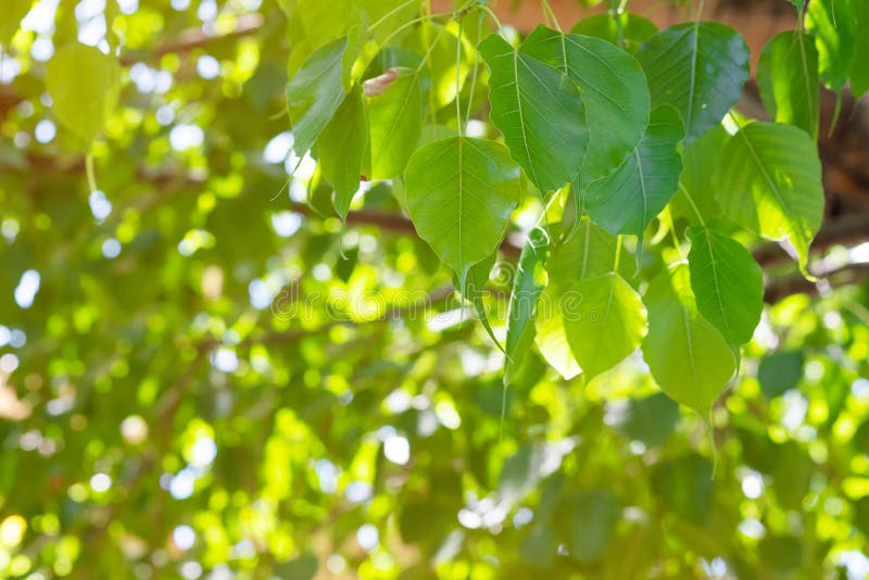 Hoja verde de Pho de la hoja, hoja de BO, hoja del bothi con luz del sol en naturaleza Árbol de BO que representa budismo en Tail foto de archivo Hoja verde de Pho de la hoja, hoja de BO, hoja del bothi con luz del sol en naturaleza Árbol de BO que representa budismo en Tail foto de archivo