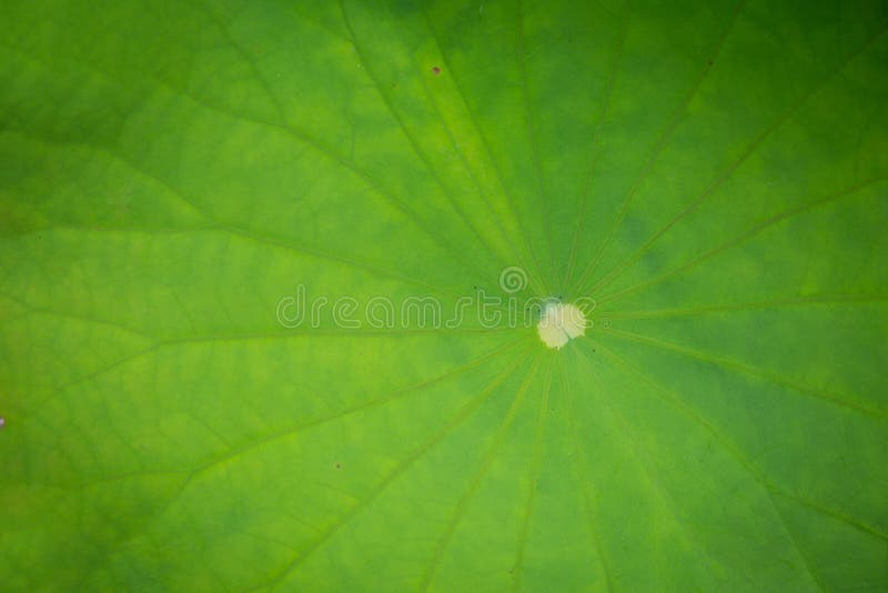 hoja verde del loto en la charca oscura en fondo de la naturaleza fotografía de archivo hoja verde del loto en la charca oscura en fondo de la naturaleza fotografía de archivo