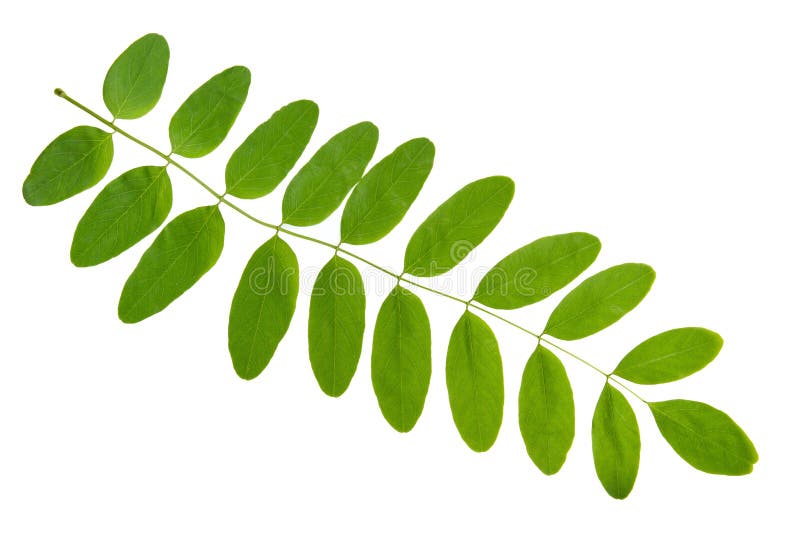 Hoja verde del árbol del acacia aislada en el fondo blanco fotografía de archivo libre de regalías Hoja verde del árbol del acacia aislada en el fondo blanco fotografía de archivo libre de regalías