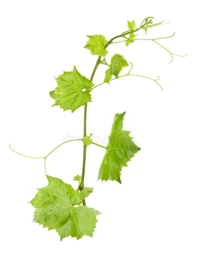 Hoja verde fresca de la uva en blanco aislado imagenes de archivo Hoja verde fresca de la uva en blanco aislado imagenes de archivo