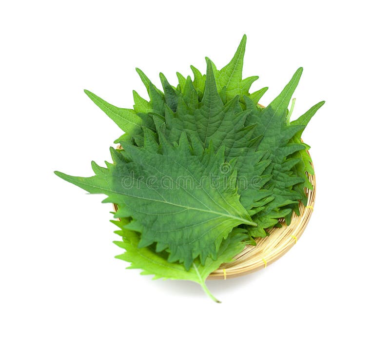 Hoja verde fresca del shiso en el fondo blanco fotografía de archivo Hoja verde fresca del shiso en el fondo blanco fotografía de archivo