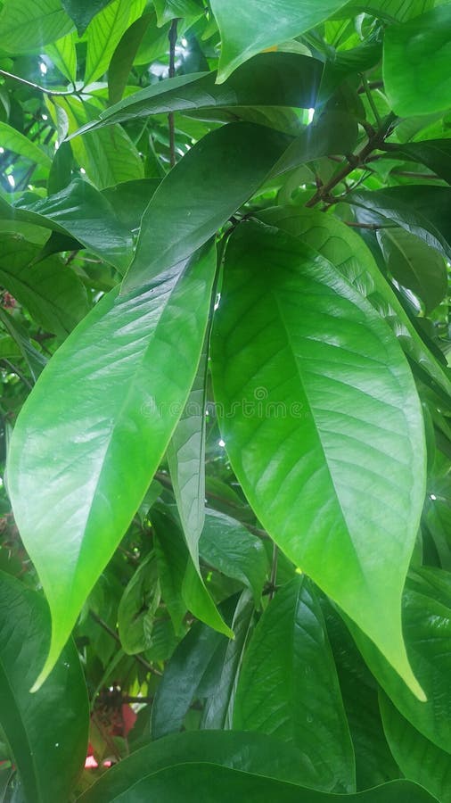 Hoja verde fresca y fresca fotografía de archivo libre de regalías