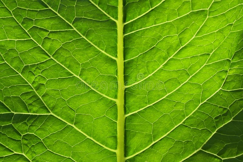 Hoja Verde Grande De Una Planta Foto de archivo Imagen de textura, textured 20760304