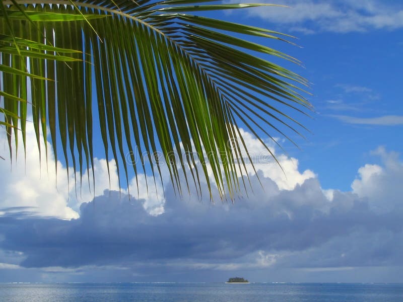 Hoja y cloudscape de la palmera