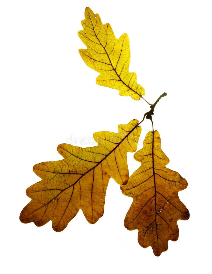 Hojas antiguas secas de otoño aisladas en fondo blanco imagen de archivo Hojas antiguas secas de otoño aisladas en fondo blanco imagen de archivo