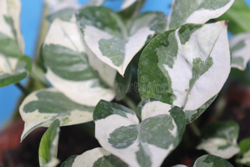 Hojas blancas y verdes imagen de archivo. Imagen de arbusto 209672073