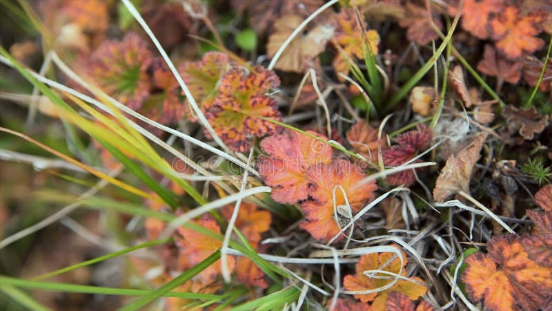 Hojas coloridas del otoño en fondo de la hierba verde Visión superior Moje las hojas de otoño amarillas en la hierba verde, visió fotografía de archivo Hojas coloridas del otoño en fondo de la hierba verde Visión superior Moje las hojas de otoño amarillas en la hierba verde, visió fotografía de archivo