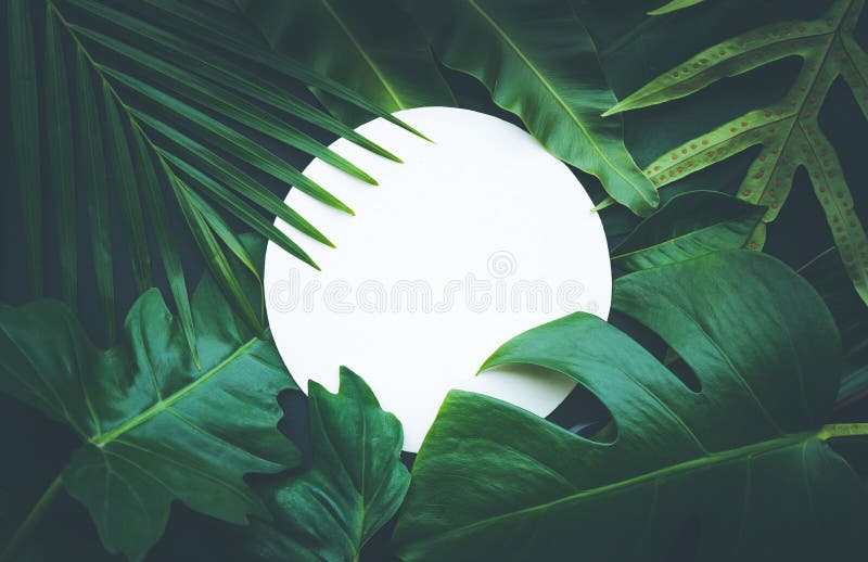 Hojas con el fondo del espacio de la copia Botánico tropical foto de archivo libre de regalías Hojas con el fondo del espacio de la copia Botánico tropical foto de archivo libre de regalías