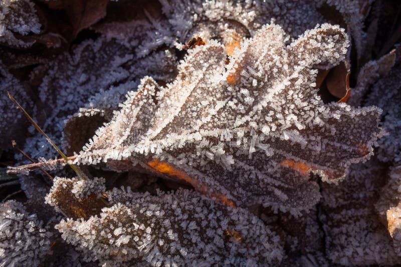 Hojas congeladas en invierno Cristales de hielo Fondo foto de archivo Hojas congeladas en invierno Cristales de hielo Fondo foto de archivo