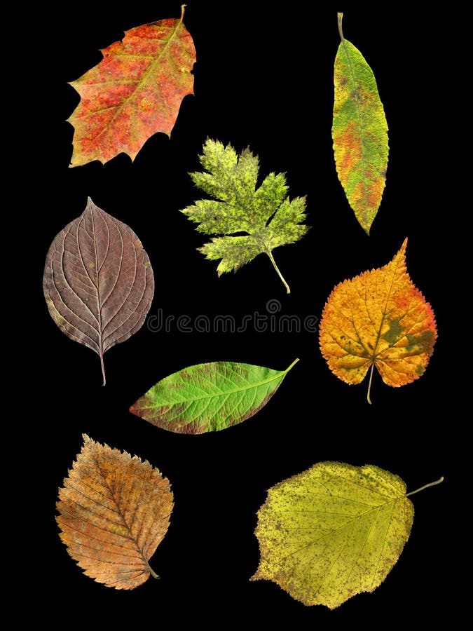Hojas de 8 especies en otoño imagenes de archivo Hojas de 8 especies en otoño imagenes de archivo