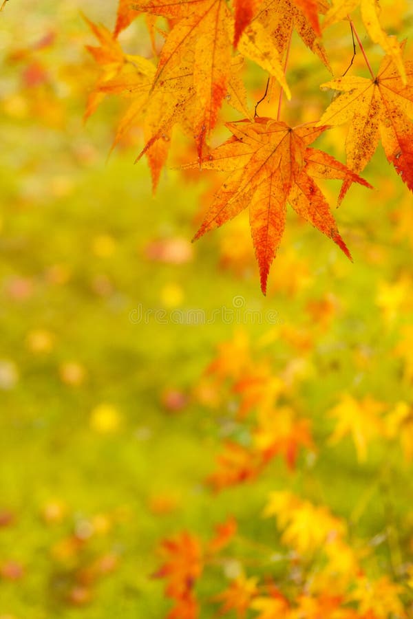 Hojas de arce en otoño en fondo verde del musgo fotos de archivo Hojas de arce en otoño en fondo verde del musgo fotos de archivo