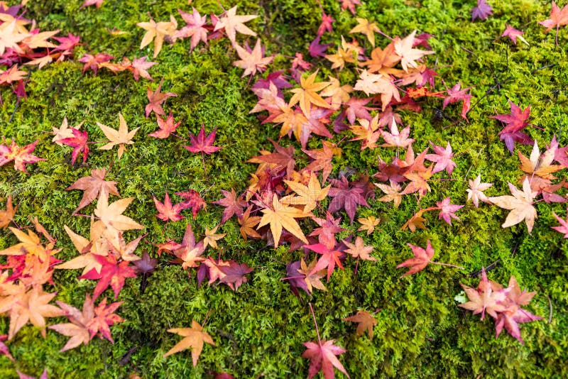 Hojas de arce japonesas coloridas en musgo verde en bosque del otoño imágenes de archivo libres de regalías Hojas de arce japonesas coloridas en musgo verde en bosque del otoño imágenes de archivo libres de regalías