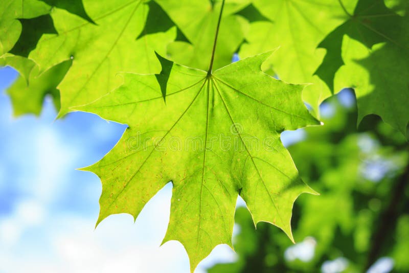 Hojas de arce verdes en fondo del cielo azul Fondo del verano Plantas naturales fotos de archivo libres de regalías Hojas de arce verdes en fondo del cielo azul Fondo del verano Plantas naturales fotos de archivo libres de regalías