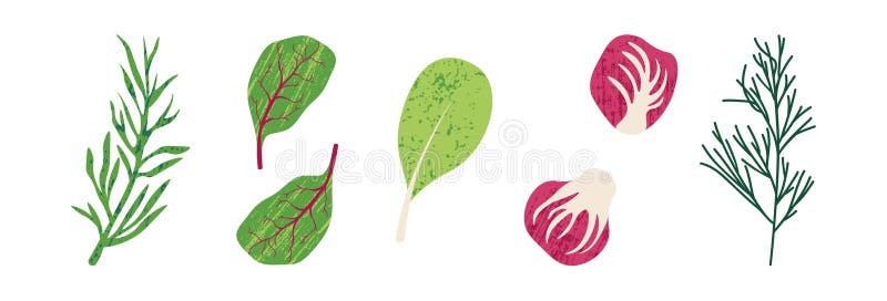 Hojas de ensalada. Hojas de lechuga verde fresco colada de agua romero radicchio espinaca sana salada de verduras orgánicas stock de ilustración