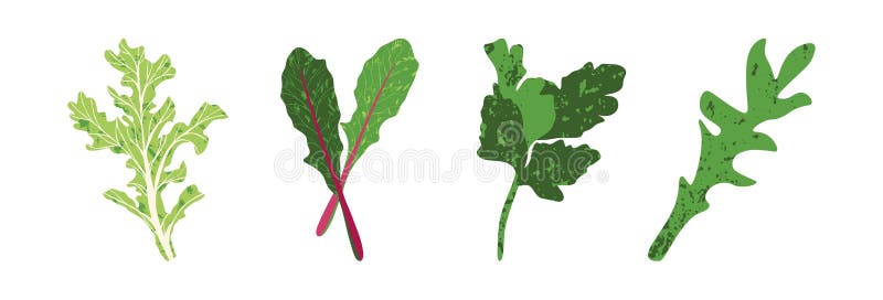 Hojas de ensalada. Hojas de lechuga verde fresco perejil berenjena arugula y radicchio mezcla de ensalada de verduras orgánicas sa stock de ilustración