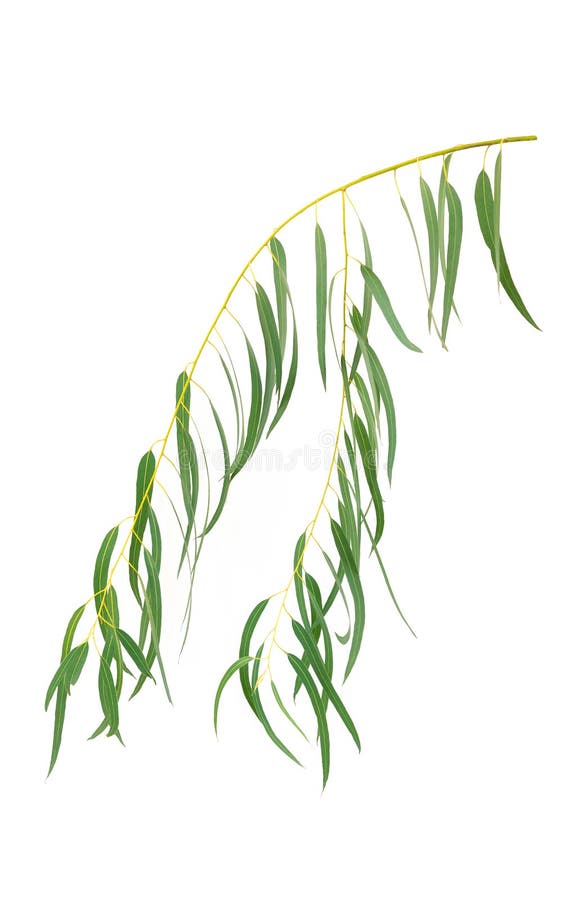 Hojas De Eucalipto Aisladas En Blanco Foto de archivo Imagen de