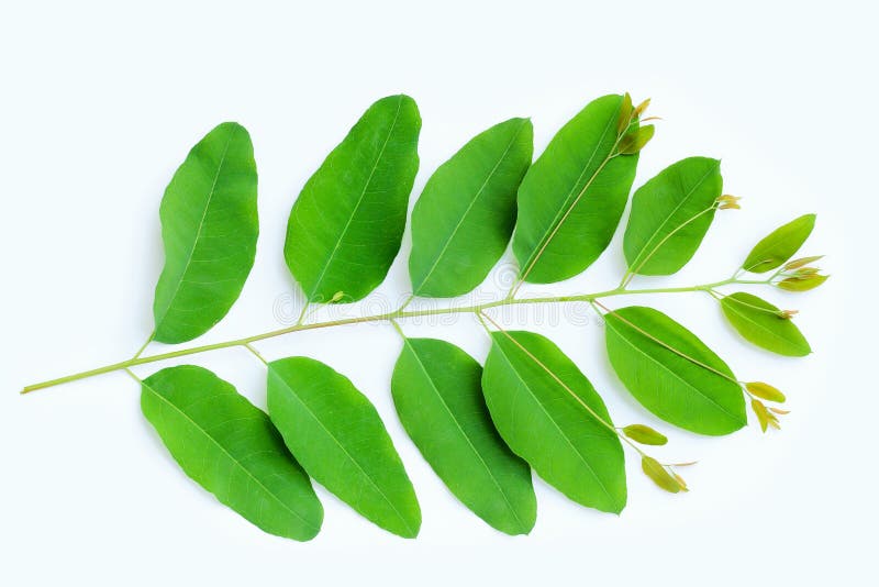Hojas De Eucalipto En Blanco Foto de archivo Imagen de ingredientes