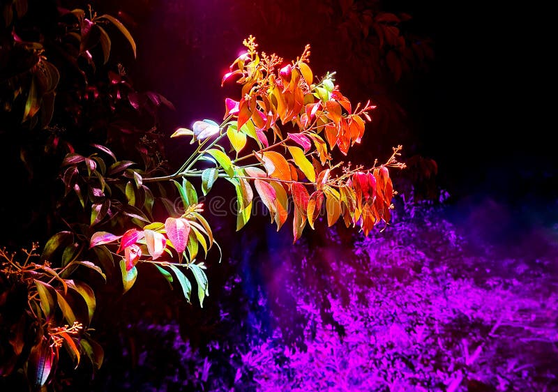 Hojas de jardín naturales de color dinámico fotos de archivo