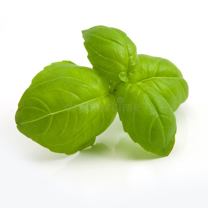 Hoja de la albahaca imagen de archivo. Imagen de puntilla 23698863