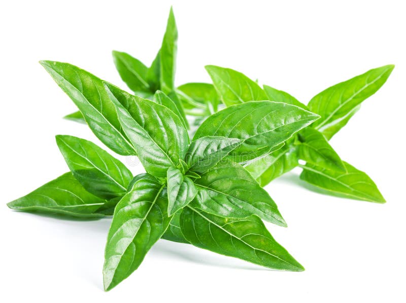 Hojas de la albahaca foto de archivo. Imagen de condimento 31570320