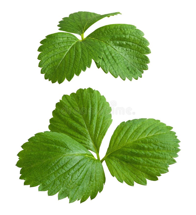 Hojas De La Fresa Aisladas En Blanco Imagen de archivo Imagen de