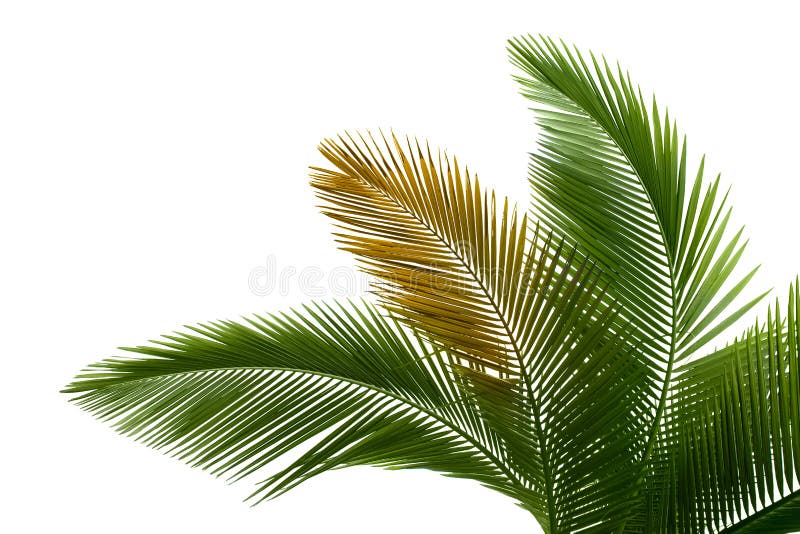 Habubu Cuota Amanecer Hojas de la palma imagen de archivo. Imagen de travieso - 13920531
