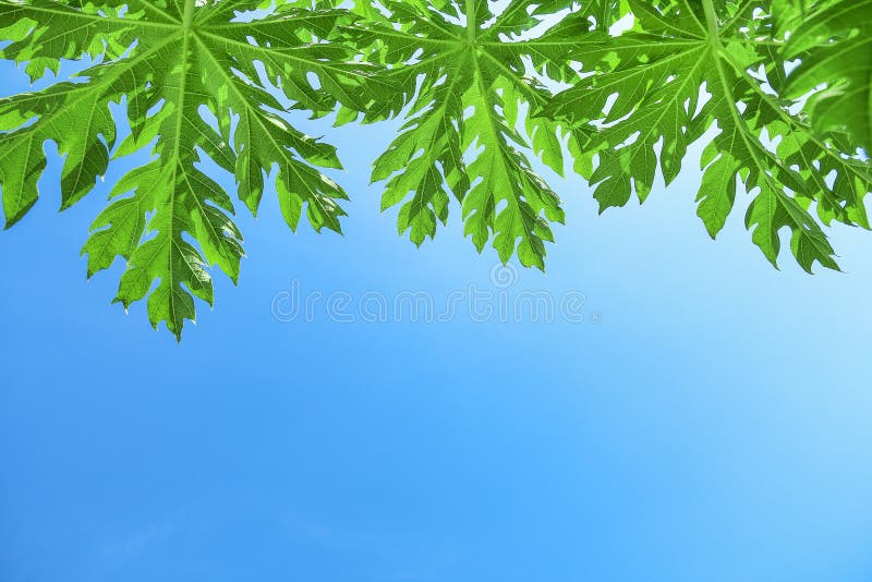 hojas de la papaya contra fondo del cielo azul fotografía de archivo hojas de la papaya contra fondo del cielo azul fotografía de archivo