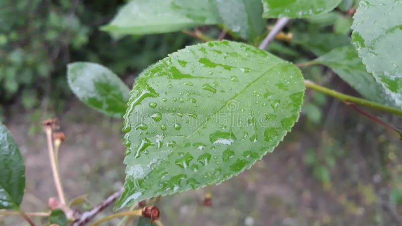 Hojas de la planta después de la lluvia fotos de archivo Hojas de la planta después de la lluvia fotos de archivo