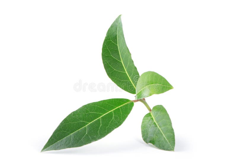 Hojas De Laurel Aisladas En Blanco Foto de archivo Imagen de fondo, aroma 263394248
