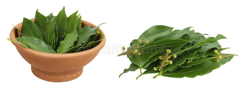Hojas de Laurel frescas en un bol de cerámica aislado en fondo blanco. Leyenda de la bahía verde foto de archivo