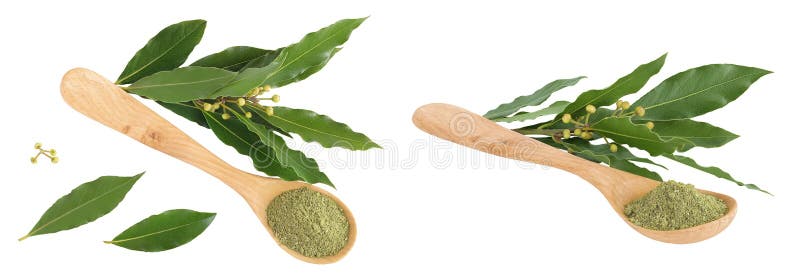 Hojas de Laurel frescas y molidas en cuchara de madera aislada en fondo blanco. Leyenda de la bahía verde. Vista superior. Plana. imagenes de archivo