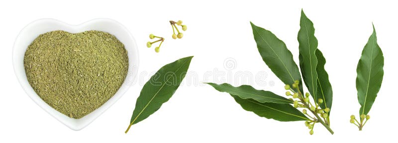 Hojas de Laurel frescas y molidas en un bol de cerámica aislado sobre fondo blanco. Leyenda de la bahía verde. Vista superior. Pla fotos de archivo libres de regalías