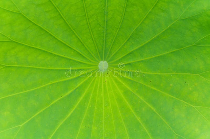 Hojas de Lotus imágenes de archivo libres de regalías Hojas de Lotus imágenes de archivo libres de regalías
