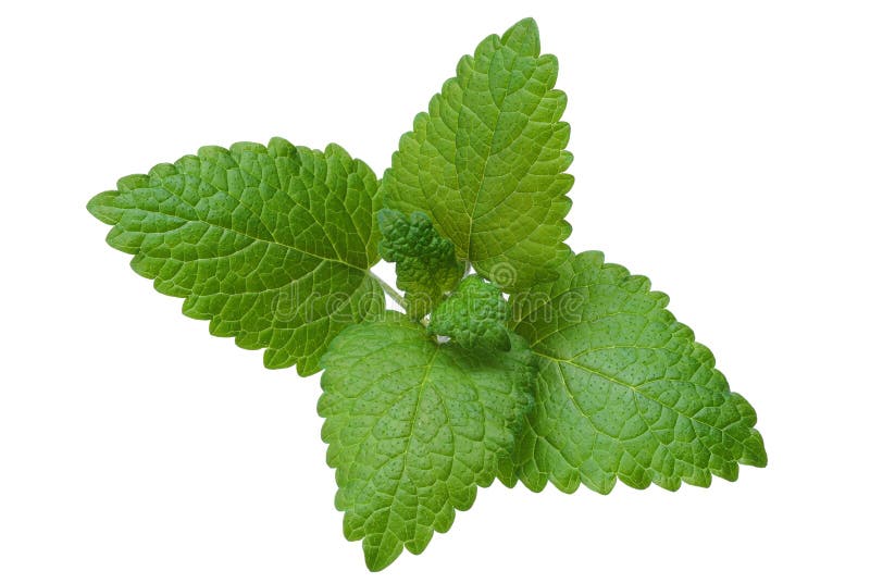Hojas de menta imagen de archivo. Imagen de fresco, herbario 29099855