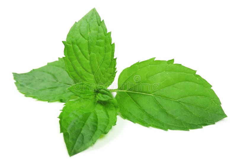 Hojas de menta foto de archivo. Imagen de culinario, especia 67455864