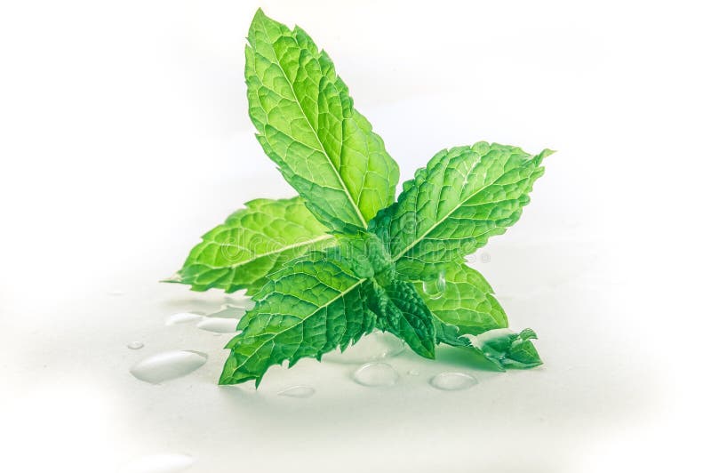 Hojas de menta fresca foto de archivo libre de regalías