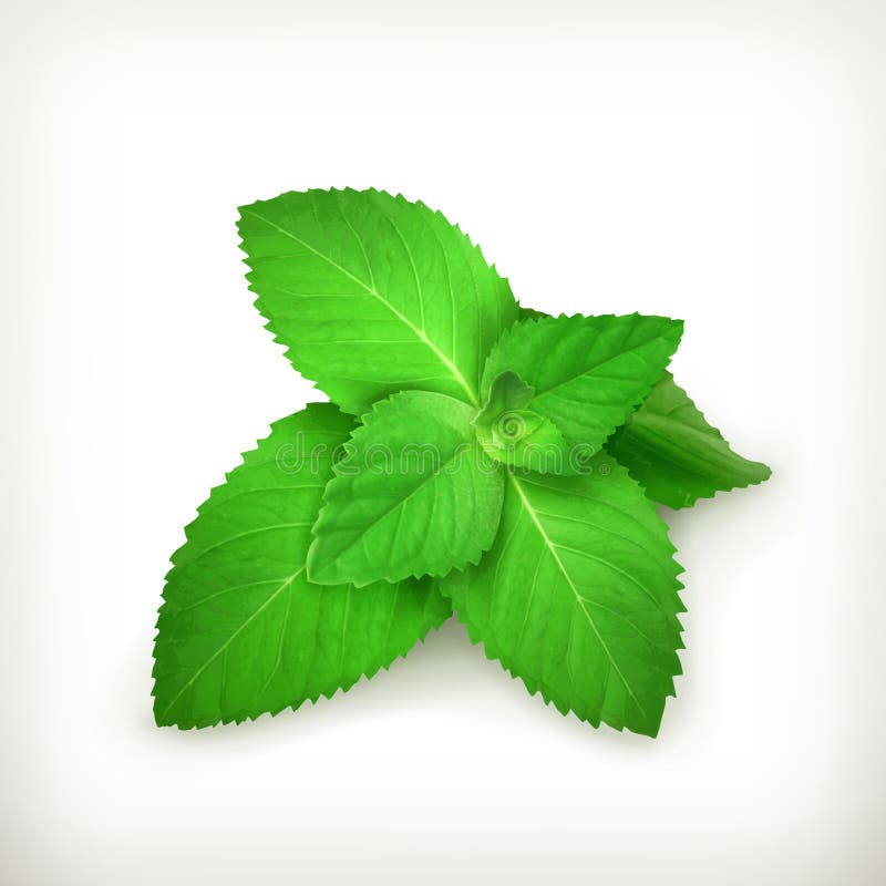 Taza De Te Con La Simbólica De La Hoja De Menta Aislado En Blanco  Ilustraciones svg, vectoriales, clip art vectorizado libre de derechos.  Image 13780289