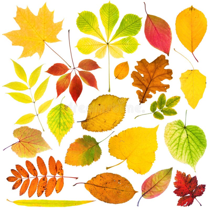 Hojas de otoño fotografía de archivo libre de regalías Hojas de otoño fotografía de archivo libre de regalías