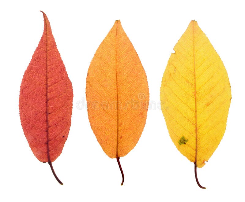 Hojas de otoño aisladas en blanco foto de archivo Hojas de otoño aisladas en blanco foto de archivo