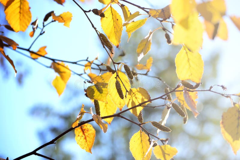 Hojas de otoño amarillas brillantes del abedul bajo luz del sol fotos de archivo Hojas de otoño amarillas brillantes del abedul bajo luz del sol fotos de archivo