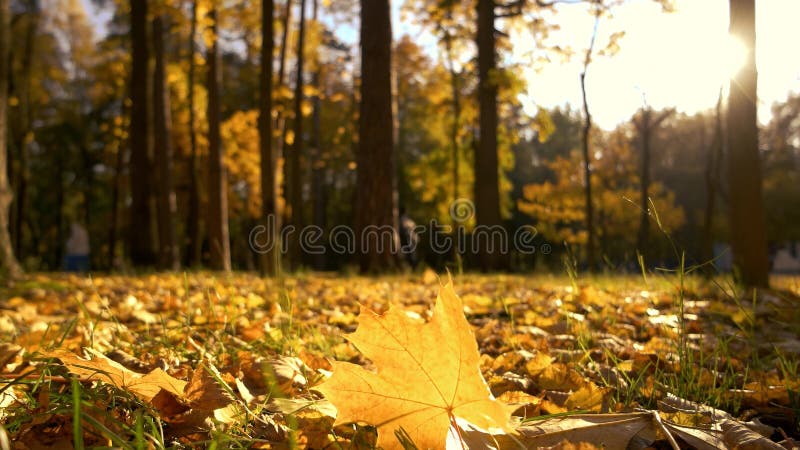 Hojas de otoño amarillas en luz del sol