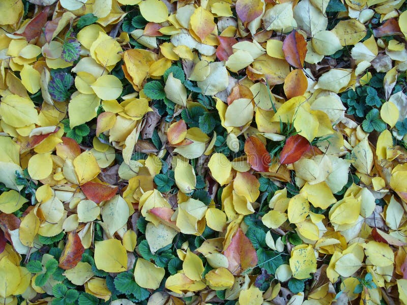 Hojas de otoño amarillas y rojas en la tierra fotografía de archivo Hojas de otoño amarillas y rojas en la tierra fotografía de archivo