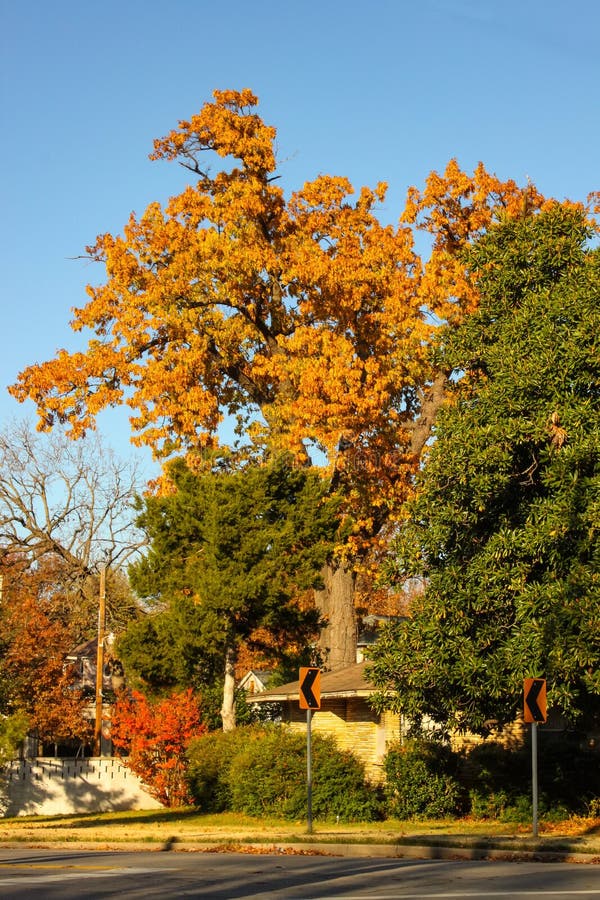 Hojas de otoño brillantes en árboles altos y placas de calle en vecindad urbana imagen de archivo libre de regalías Hojas de otoño brillantes en árboles altos y placas de calle en vecindad urbana imagen de archivo libre de regalías