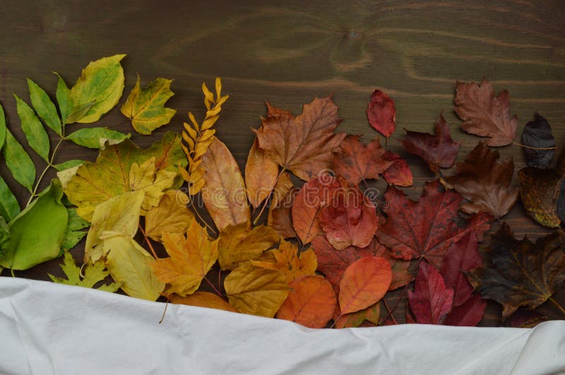 Colorful autumn leaves in color gradient on brown wood with a piece of white cloth. Colorful autumn leaves in color gradient on brown wood with a piece of white cloth