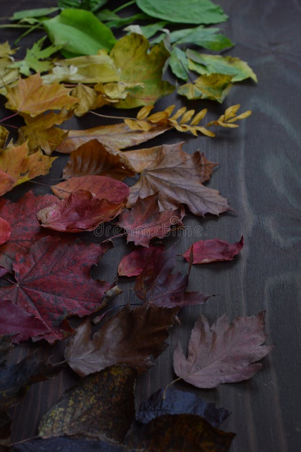 Colorful autumn leaves in color gradient from green over yellow and orange to dark red and brown on brown wood. Colorful autumn leaves in color gradient from green over yellow and orange to dark red and brown on brown wood