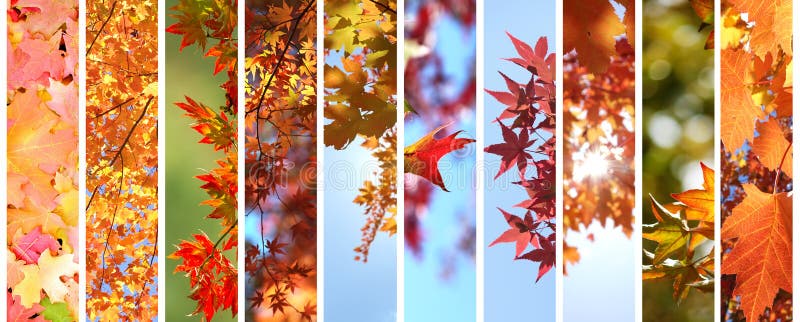 Hojas de otoño coloridas fijadas imágenes de archivo libres de regalías Hojas de otoño coloridas fijadas imágenes de archivo libres de regalías