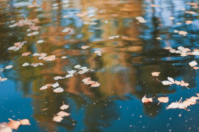 hojas de otoño en el agua fotografía de archivo hojas de otoño en el agua fotografía de archivo