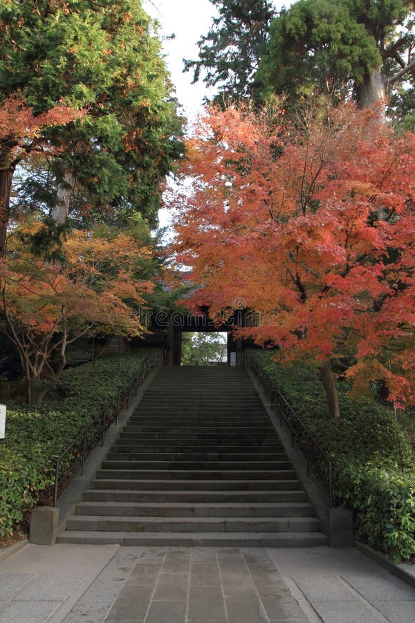 Hojas de otoño en el templo de Engaku fotografía de archivo libre de regalías Hojas de otoño en el templo de Engaku fotografía de archivo libre de regalías
