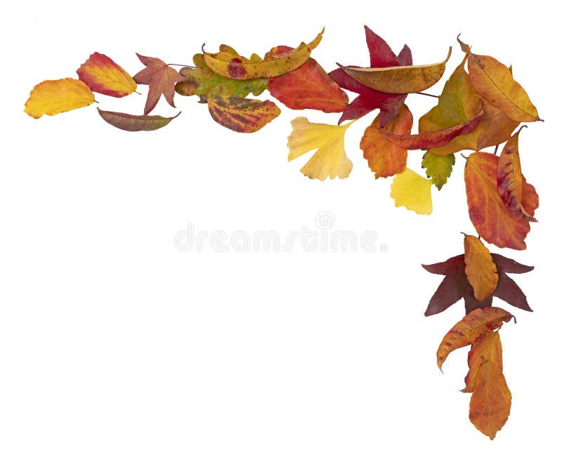 Autumn leaves at an angle on a white background. Autumn leaves at an angle on a white background